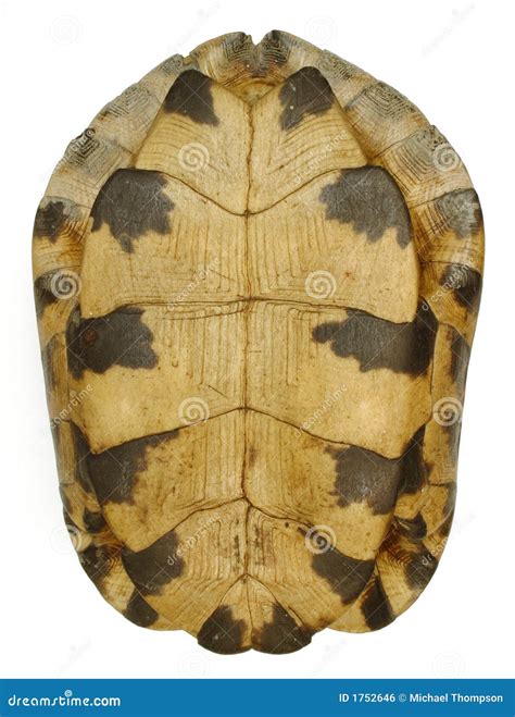 Image result for Turtle Shell Front Back