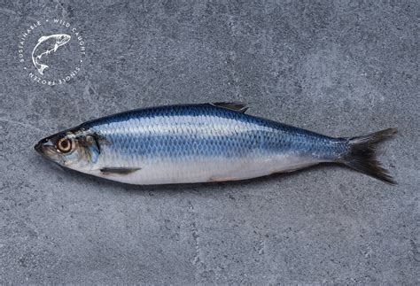 Atlantic Herring — Icelandic