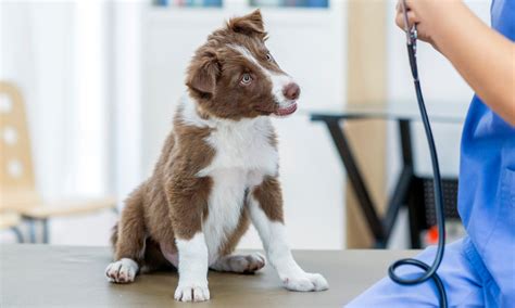 What To Expect For Puppy's First Vet Visit at Sherri Branch blog