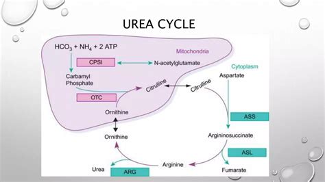Urea Cycle Disorders | PPTX