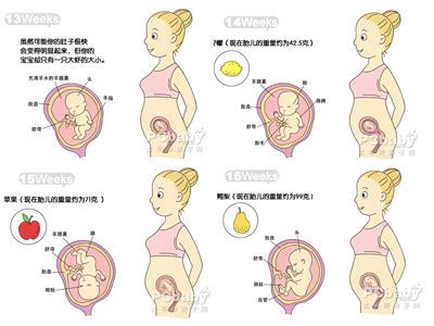 怀孕第23周准妈妈保健需知 - 怀孕第23周天胎儿发育图 - 怀孕第23周要吃什么 - 怀孕第23周注意什么 - 怀孕第23周介绍