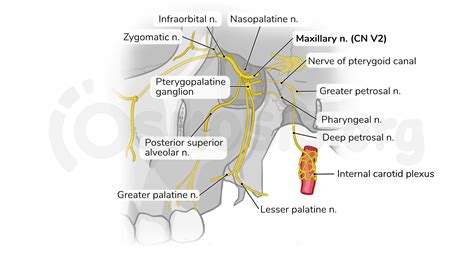 Anatomy of the pterygopalatine (sphenopalatine) fossa | Osmosis
