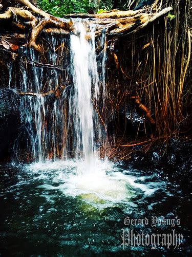 Beluran - JungleKey.in Image