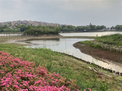2023九龙湖湿地公园游玩攻略,九龙湖水位长年稳定，与周围...【去哪儿攻略】