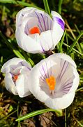 Image result for Spring Flowers with Bunnies