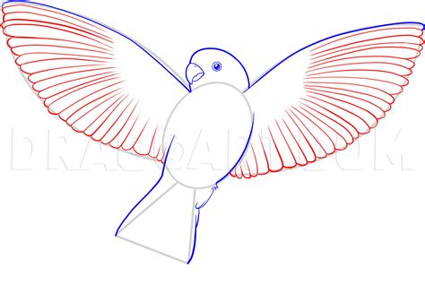 Image result for How to Draw Parrot Flying