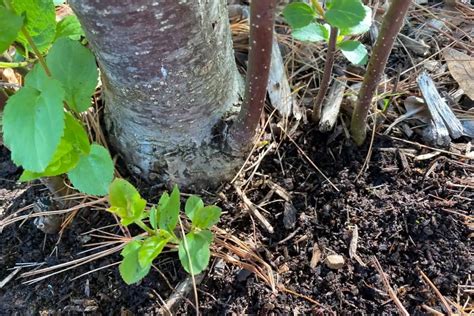 Image result for Sucker Tree Display