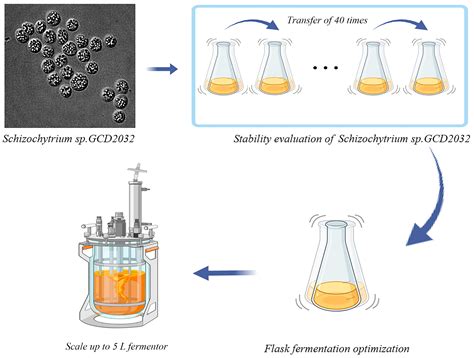 Enhanced Fermentation Process for Production of High Docosahexaenoic ...