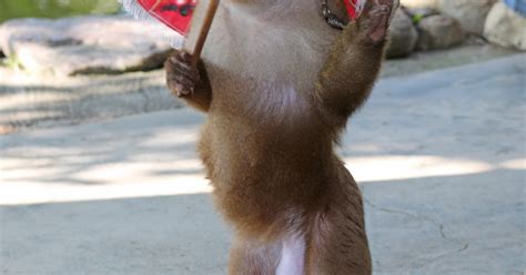 TripAdvisor profits from wildlife cruelty: sign our petition to stop ...