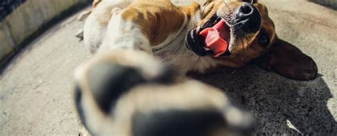 Image result for Toad Eating Drywall