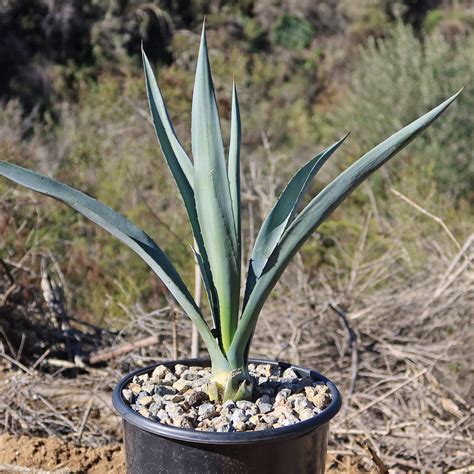 Shop Blue agave 'Tequila Plant' Agave Tequilana - Care and Info ...