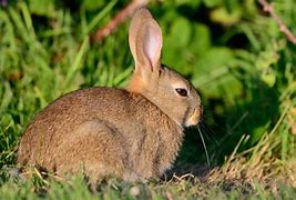 Image result for Baby Rabbit in Meadow