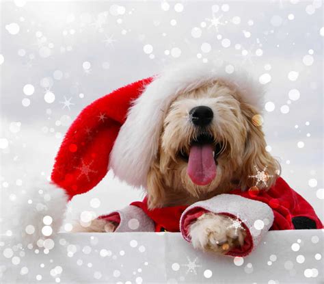 小狗图片-礼品盒中圣诞节小狗素材-高清图片-摄影照片-寻图免费打包下载