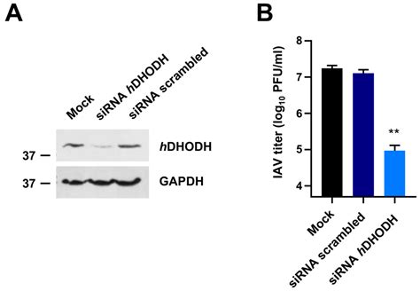 The Novel hDHODH Inhibitor MEDS433 Prevents Influenza Virus Replication by Blocking Pyrimidine ...
