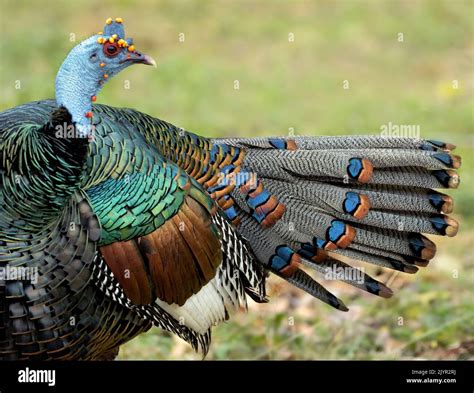Ocellated Turkey (Meleagris ocellata), male? preening, Guatemala Stock Photo - Alamy