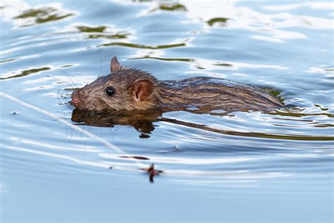 Rat Swimming Swimming Mouse Among 27 New Species Discovered In Peru