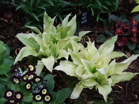white feather | Hosta plants, Hostas, White feather hosta