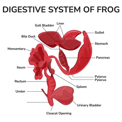 Premium Vector | Digestive system of frog