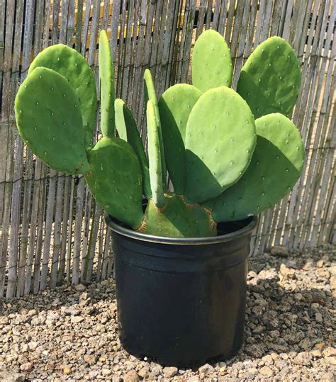 THGC | Spineless Prickly Pear Cactus | | THGC