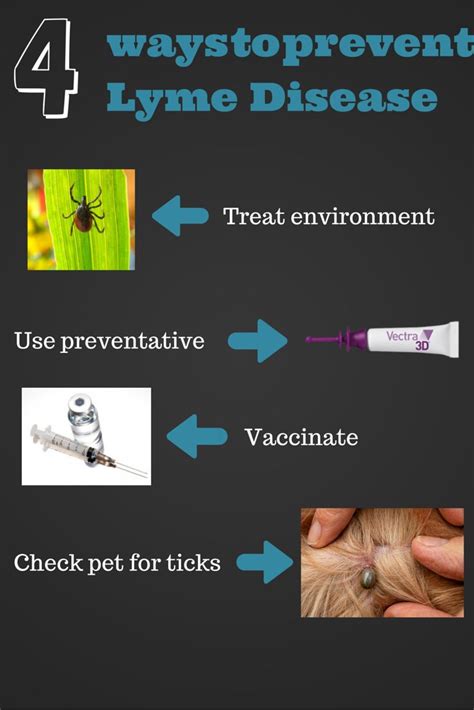 lyme disease veterinary partner