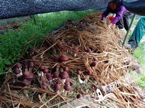 小蘑菇做出大文章——柱山乡试种大球盖菇 探索山地高效农业-商业经济 -精品万州