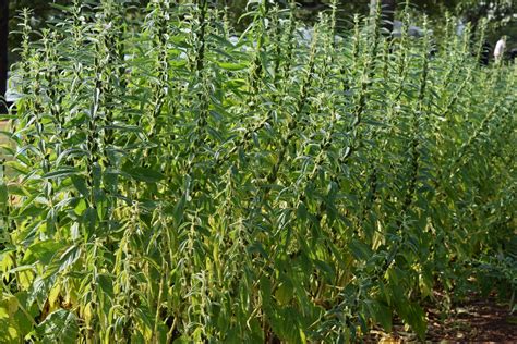 Sesame Seed Plant