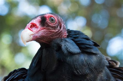 why are they called turkey vultures