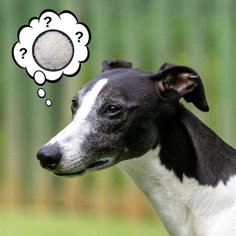 Can Dogs Eat Grits? What You Need To Know