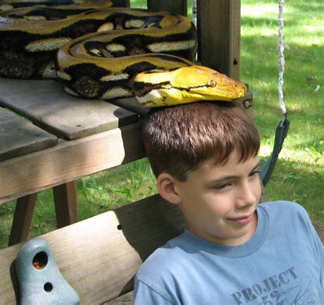 Retic Python Pet 的图像结果