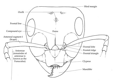 Ant anatomy for Beginners - Lizzie Harper