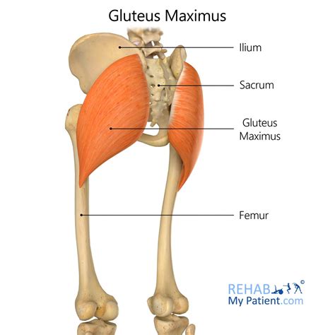 Gluteus Maximus | Rehab My Patient