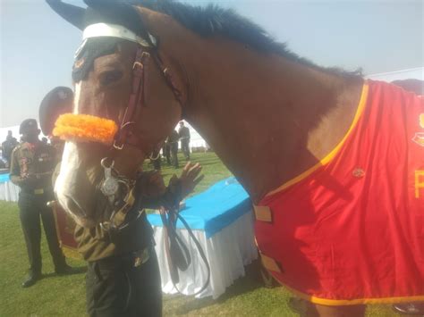In a rare feat, Indian Army horse awarded Chief's commendation - India ...