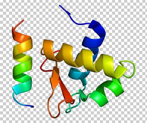 Single-Stranded Binding Protein 的图像结果