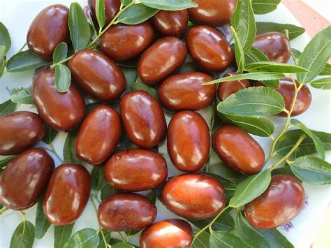 The Top 7 Benefits for Health of Jujube Fruit, Including Better ...