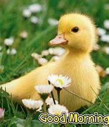 Image result for Good Morning Spring Baby Animals