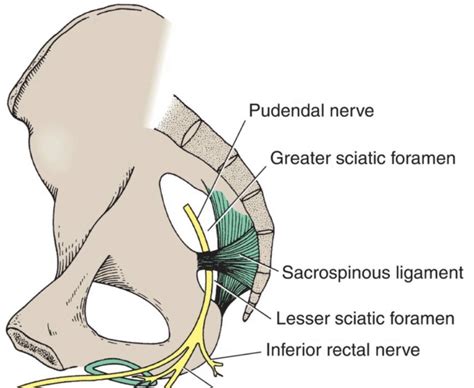 Lesser Sciatic Foramen