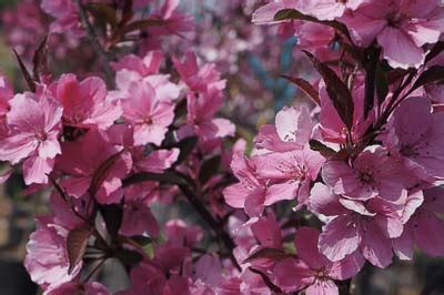 Flash Fire Maple Tree Problems 的图像结果