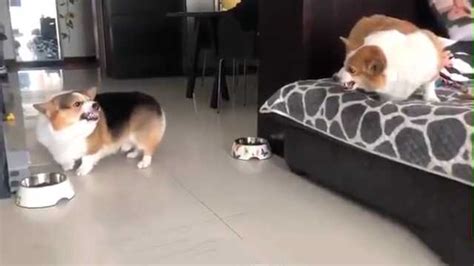 实拍：两只狗狗被玻璃门阻挡_梨武汉-梨视频官网-Pear Video