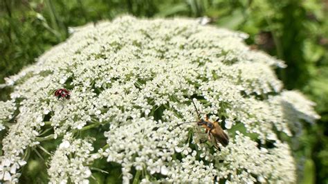 Poisonous, deadly weeds blooming in central Ohio | NBC4 WCMH-TV