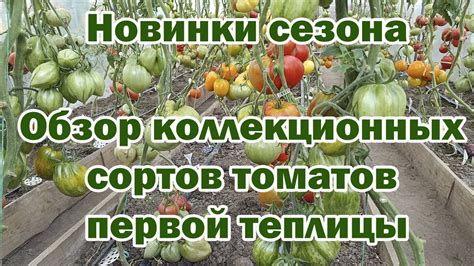 Новинки сезона Обзор коллекционных сортов томатов первой теплицы - YouTube