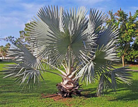Palm Type Plants
