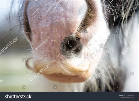 Horse Mustache Photos and Images | Shutterstock