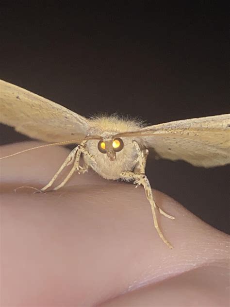 Does anybody have any idea what species of moth this is? (picture from ...