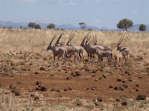 THE BEST Meru National Park Holiday Rentals, Villas of 2024 ...