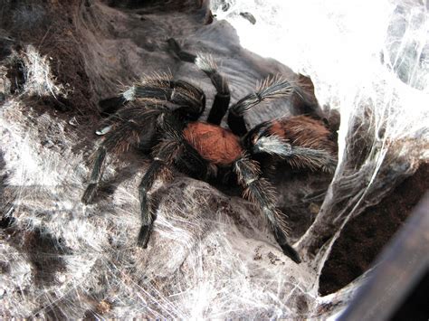 20 Types of Tarantulas - With Photos