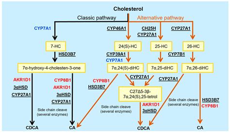 Emerging Roles of Bile Acids and TGR5 in the Central Nervous System ...