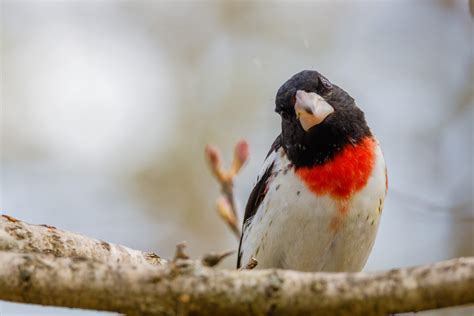 Can Birds Eat Oats? A Guide to Safely Feeding Birds!