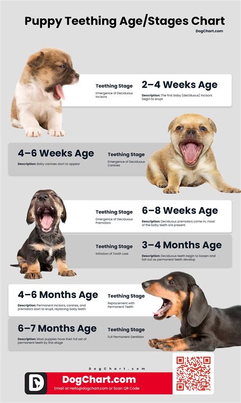Puppy Teething Age Chart in 2025 | Puppy teething, Puppies, Dog anatomy
