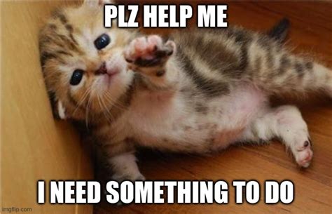 Image result for Help Me Cat