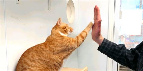 Image result for Clicker Training Cats